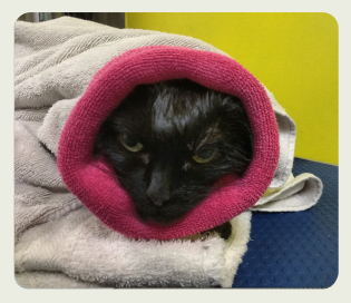 Chat Dre Lebrun avec un hoodie après le bain Chat Dre Lebrun avec un hoodie après le bain