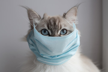 Chat avec masque Chat avec masque
